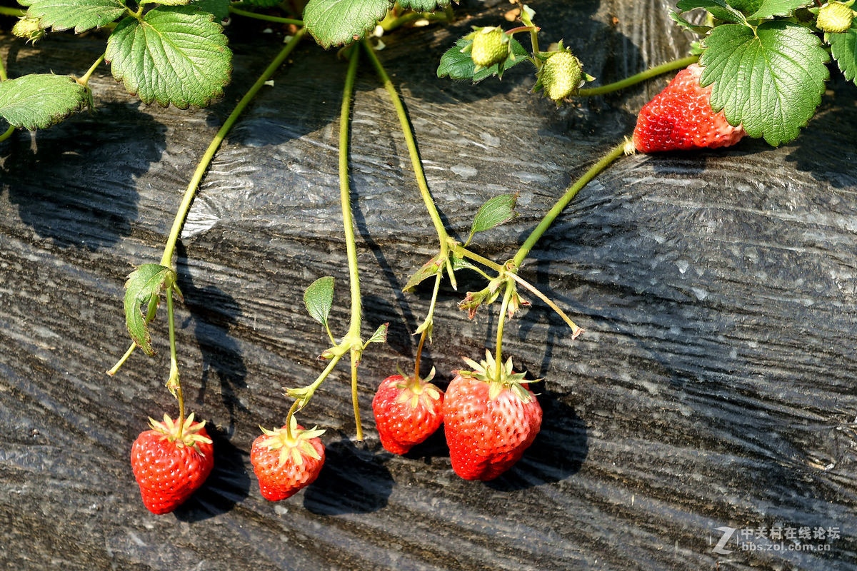 密云南山圣水采摘草莓