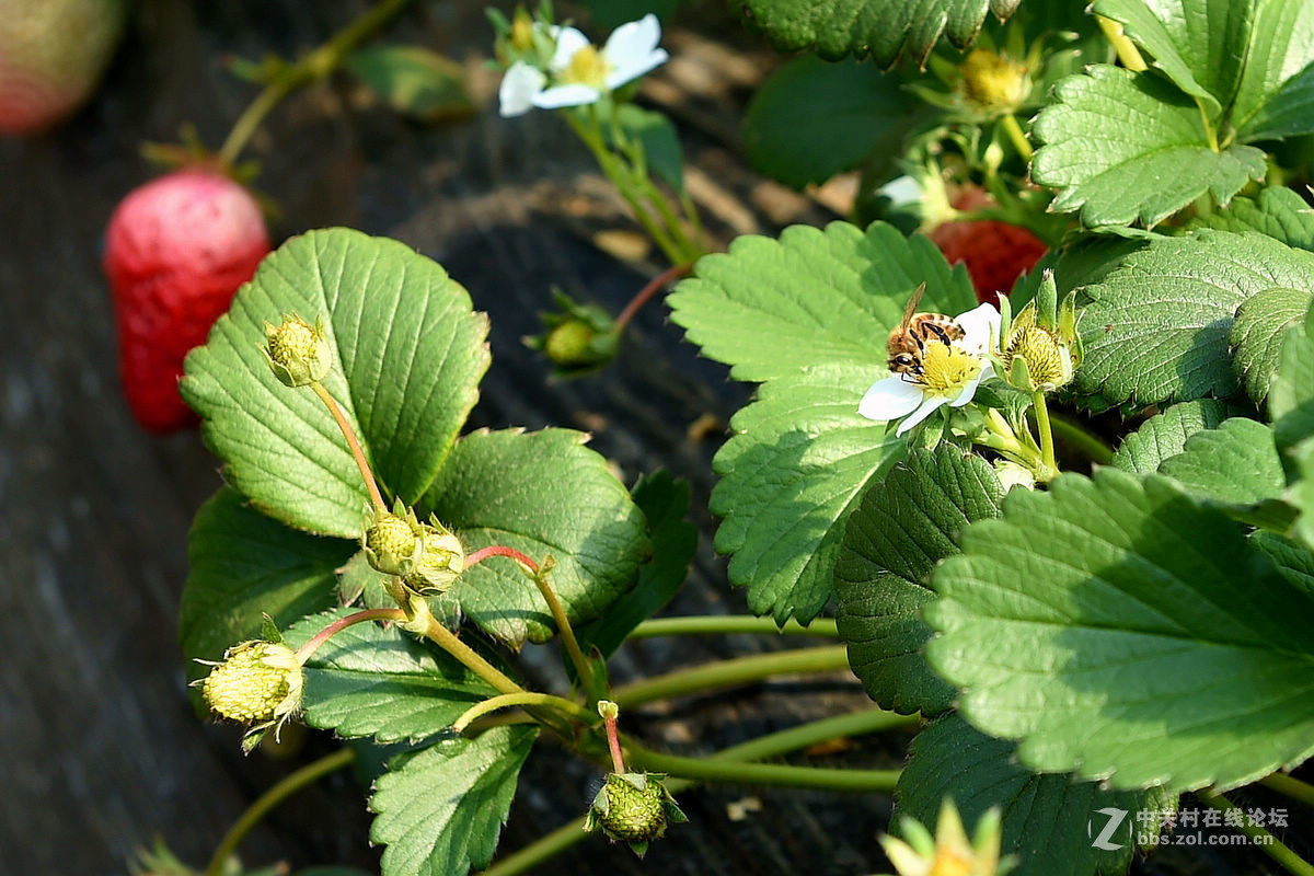 密云南山圣水采摘草莓