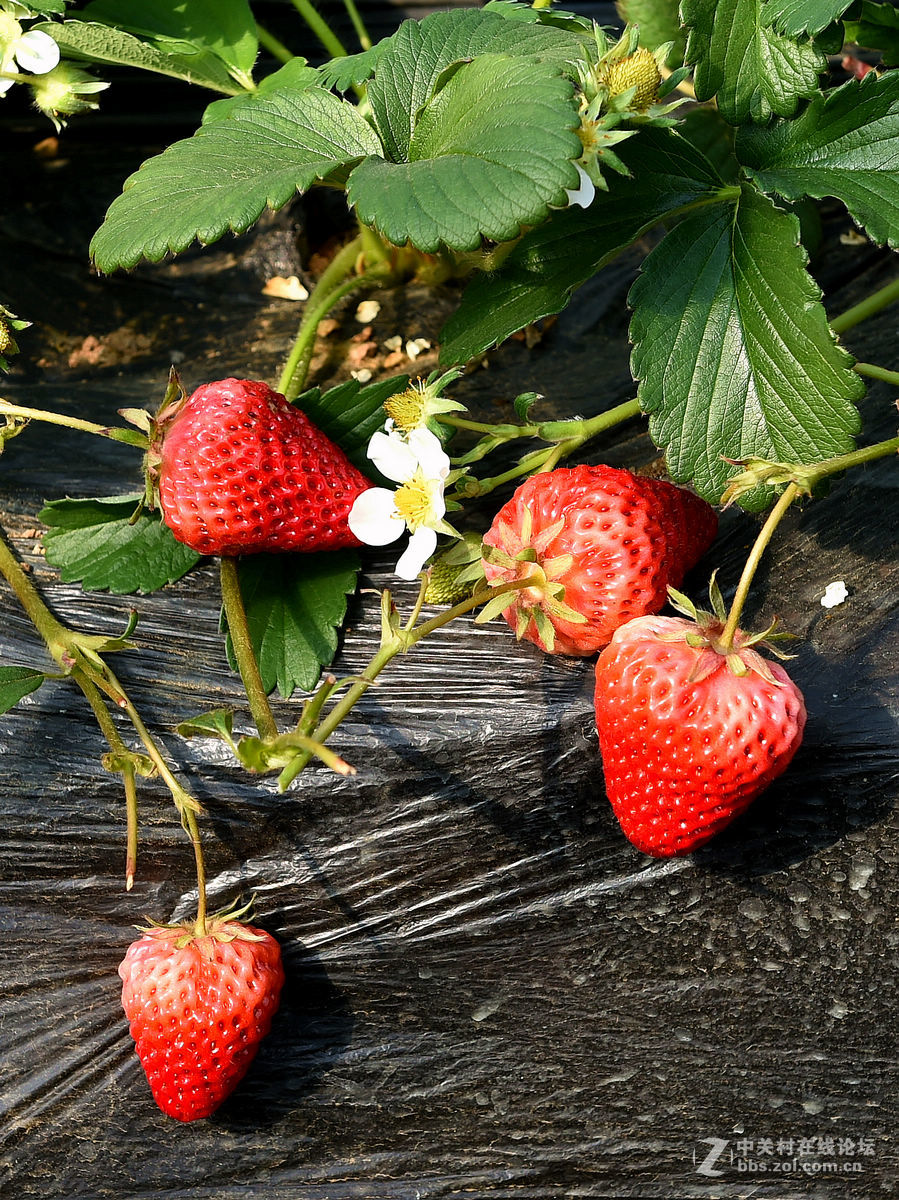 密云南山圣水采摘草莓