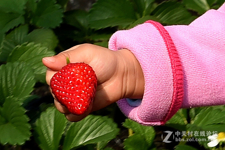 密云南山圣水采摘草莓