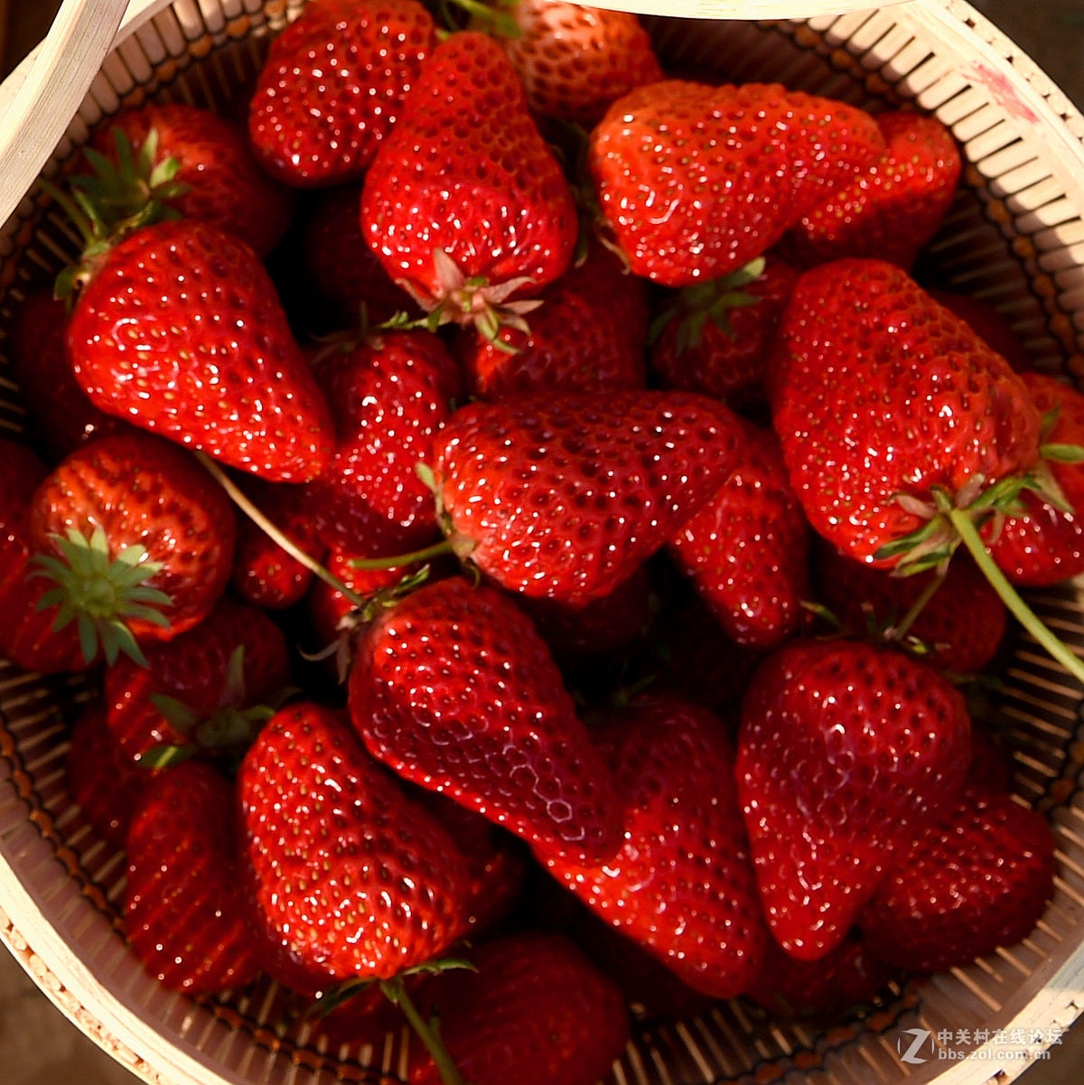 密云南山圣水采摘草莓