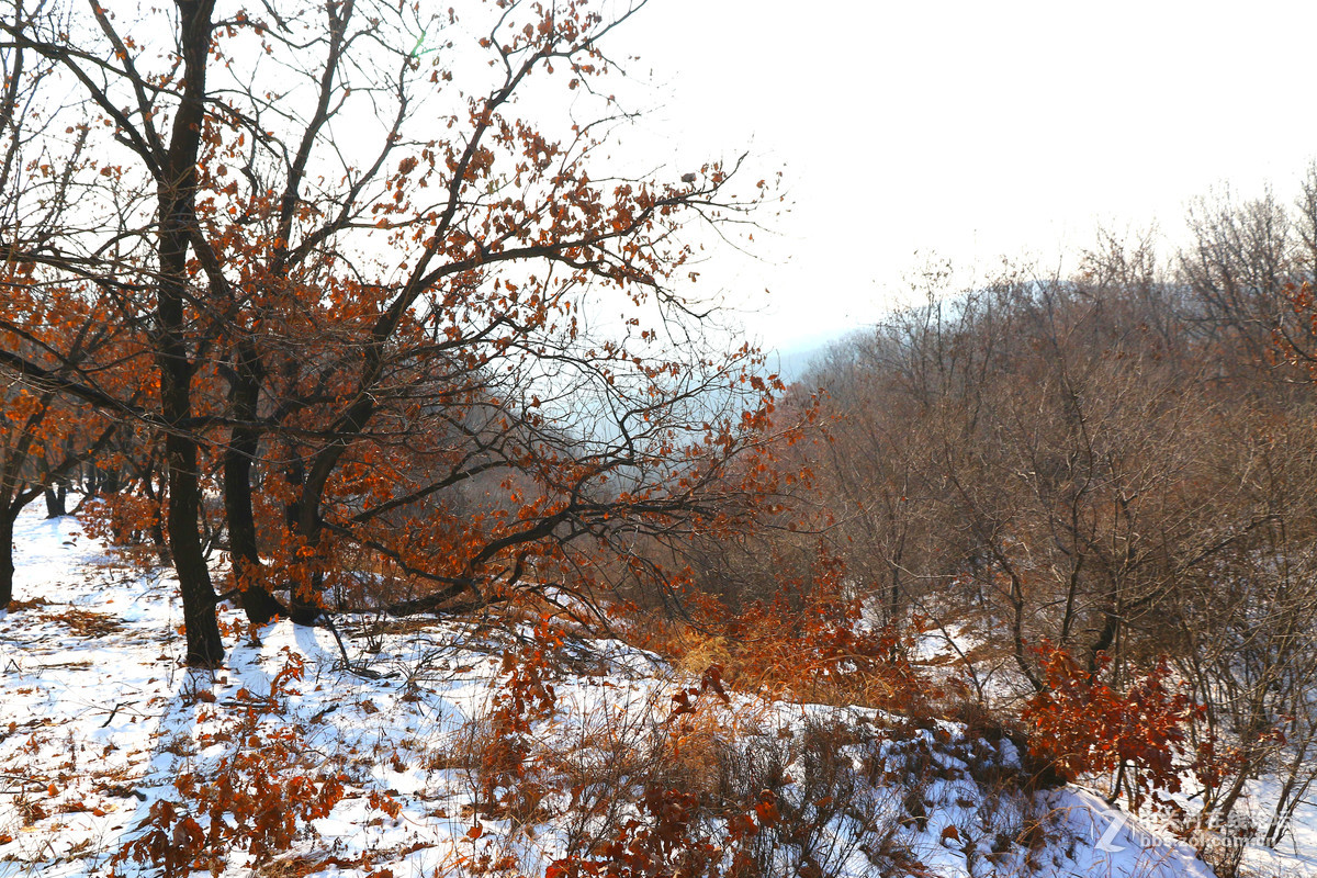 祝愿各位新春愉快万事如意！