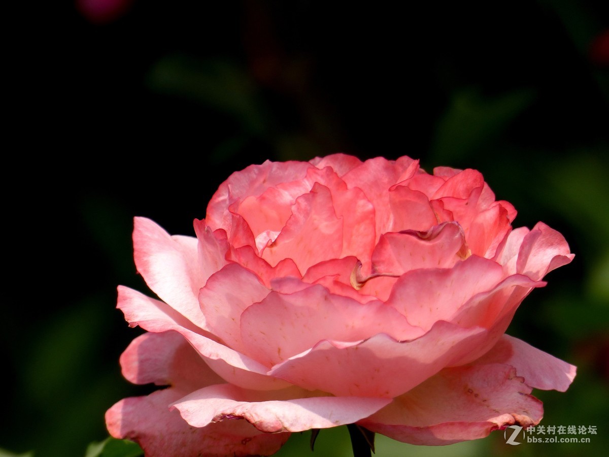 学拍花，请多多指教。