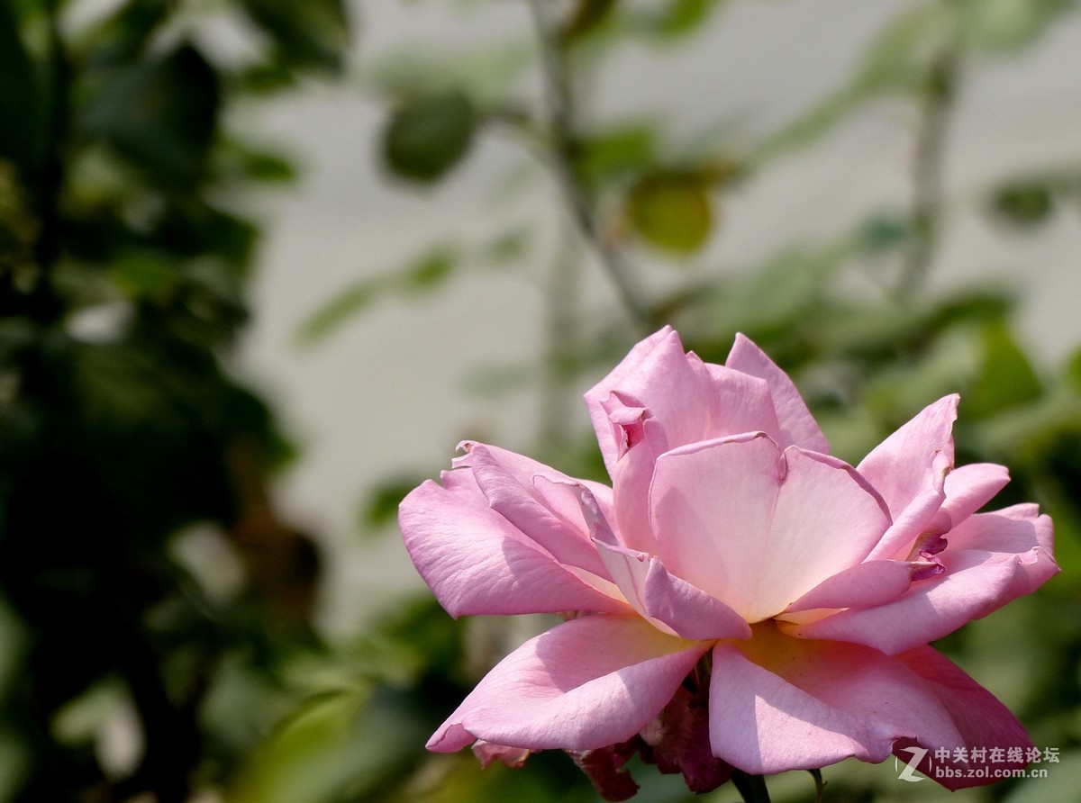 学拍花，请多多指教。