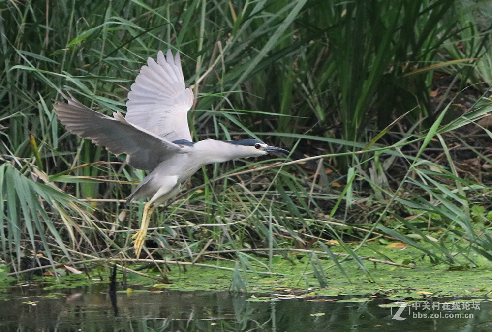 170713小二黑晨拍！