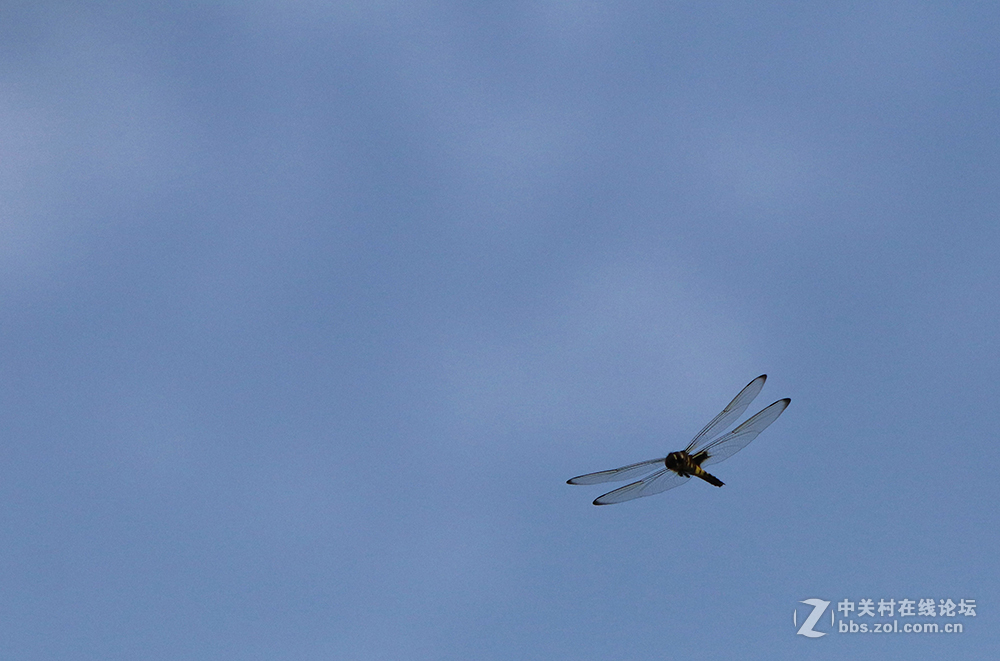 170713小二黑晨拍！