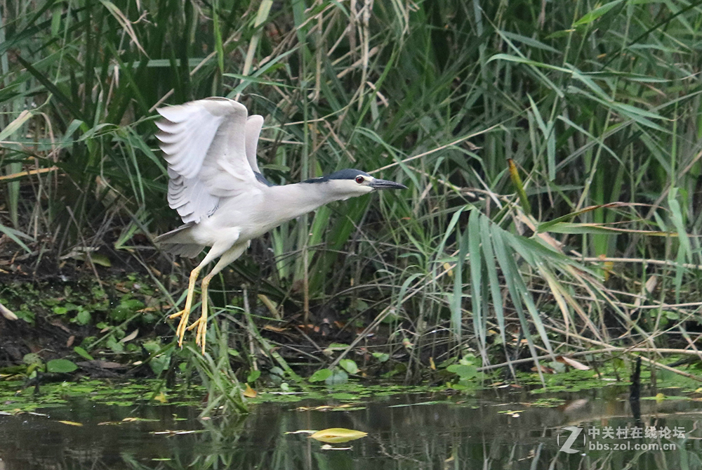 170713小二黑晨拍！