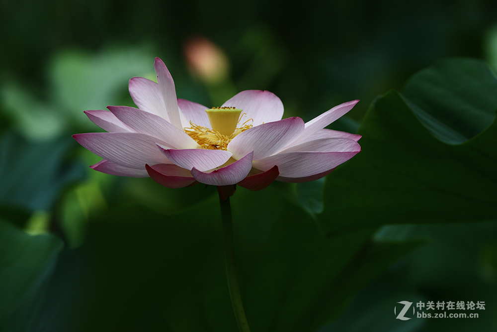 170713小二黑晨拍！