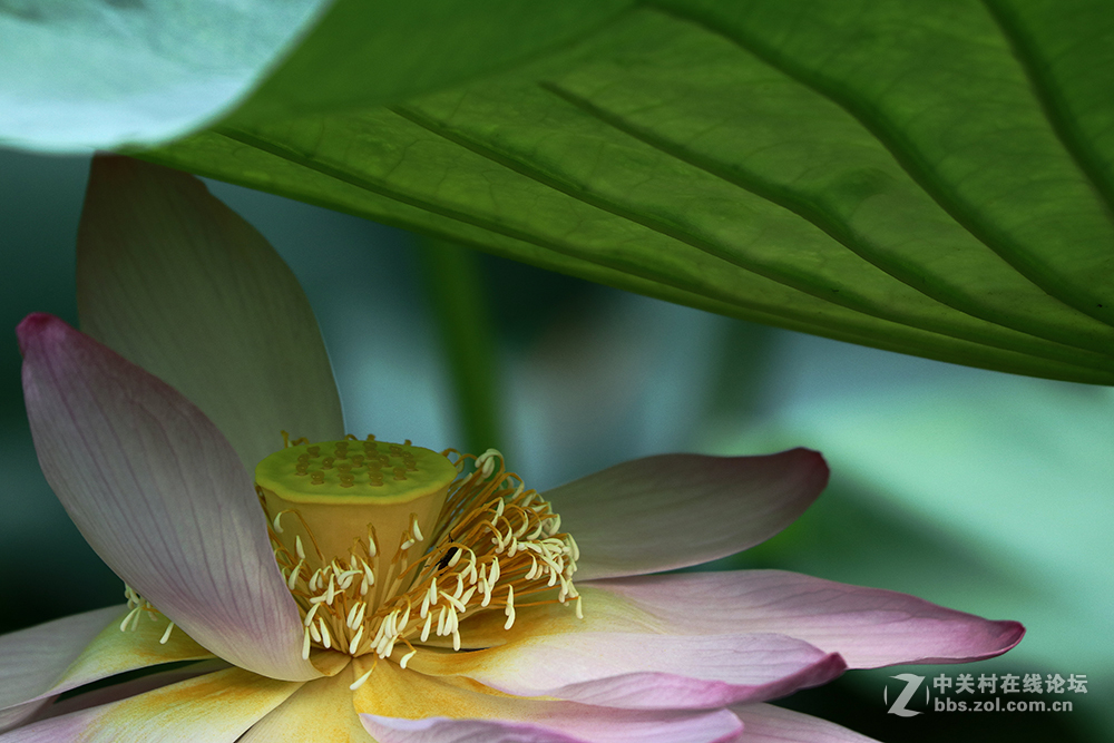 170713小二黑晨拍！