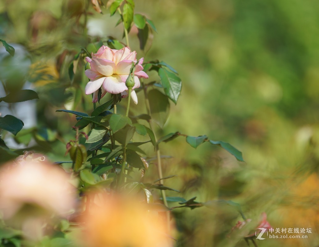 月季花10p