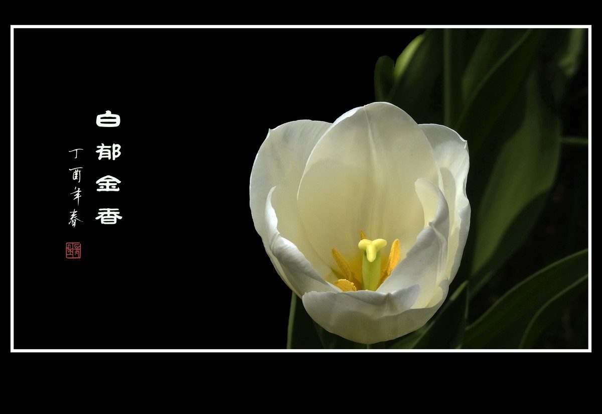 素雅洁白的郁金香