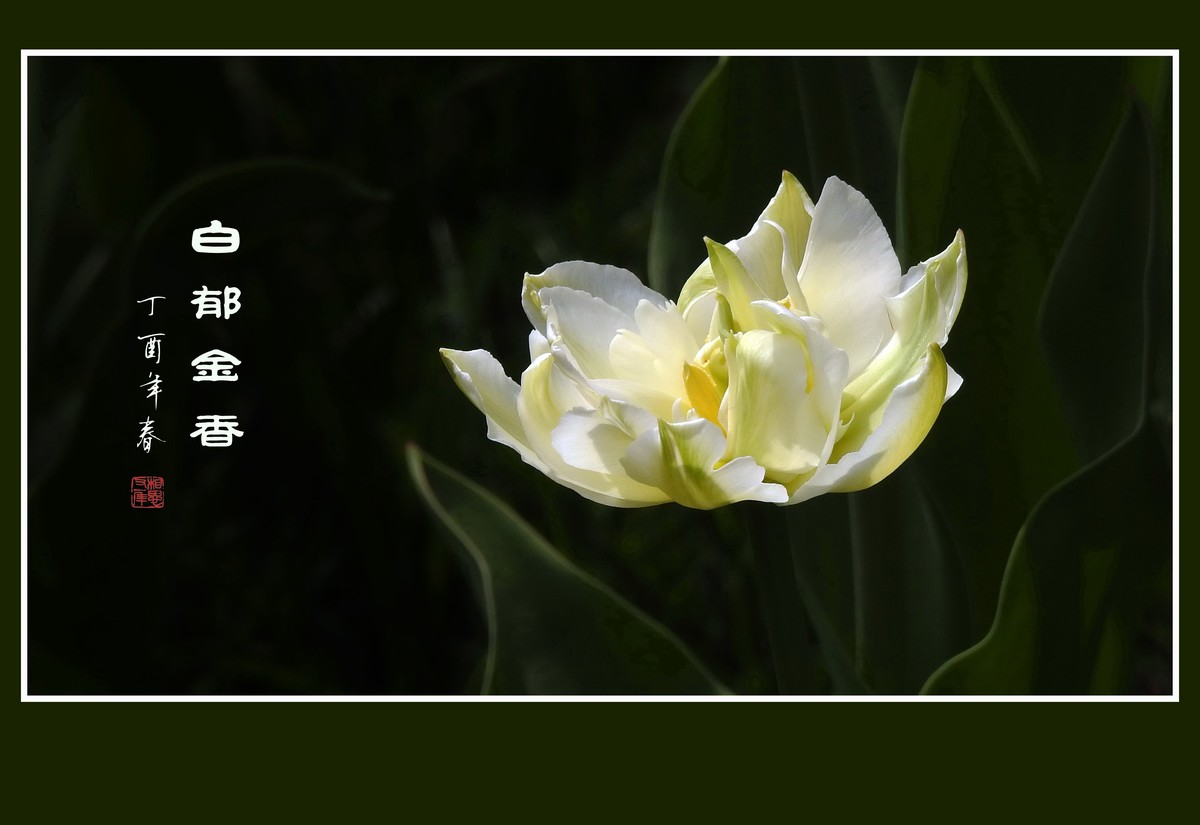 素雅洁白的郁金香