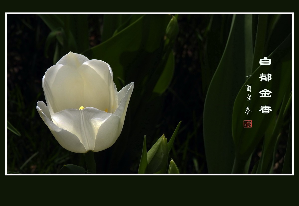 素雅洁白的郁金香