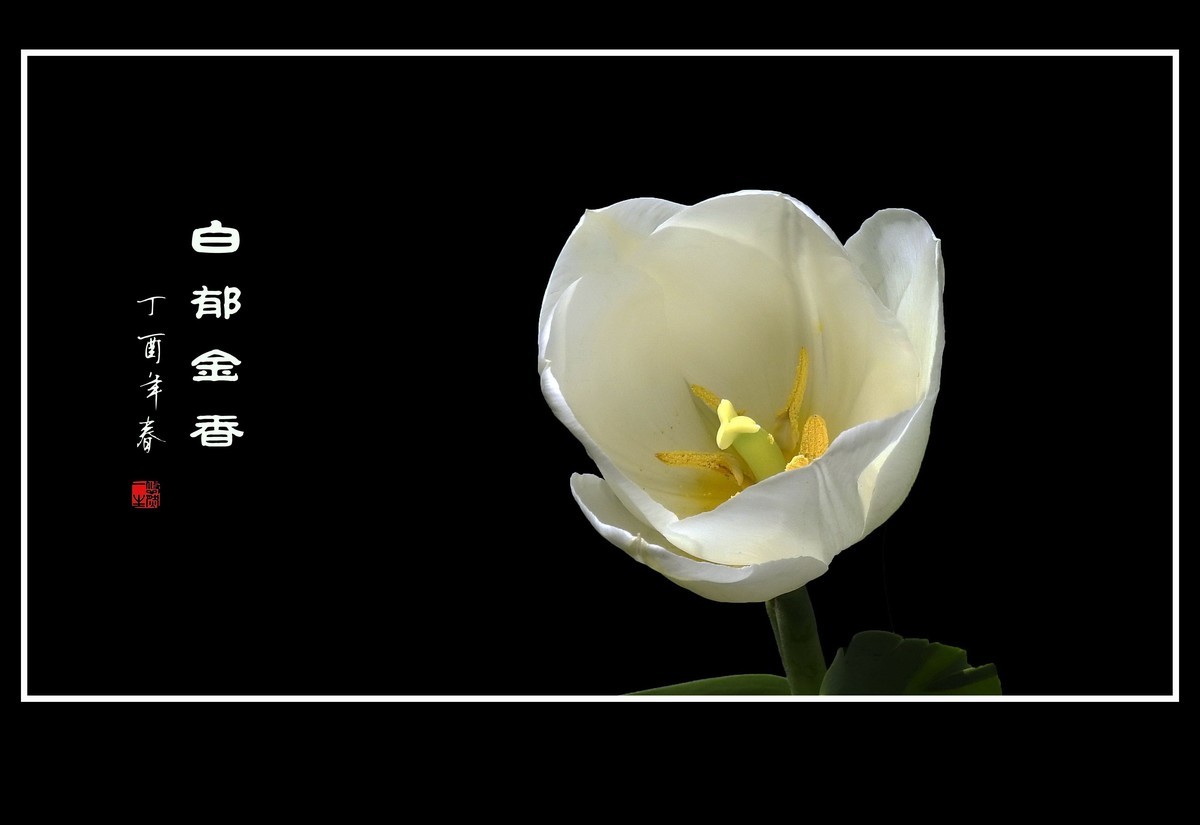 素雅洁白的郁金香