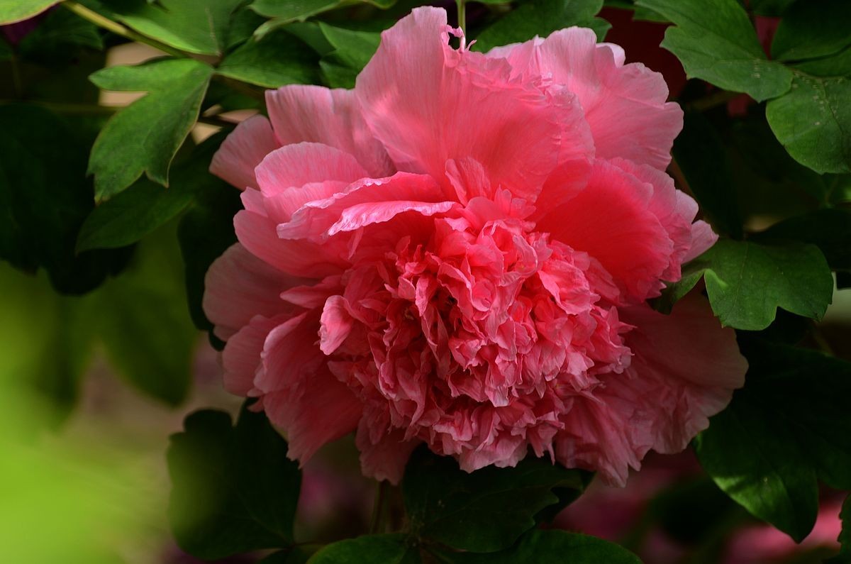 圆 明 园 -------- 牡 丹  花