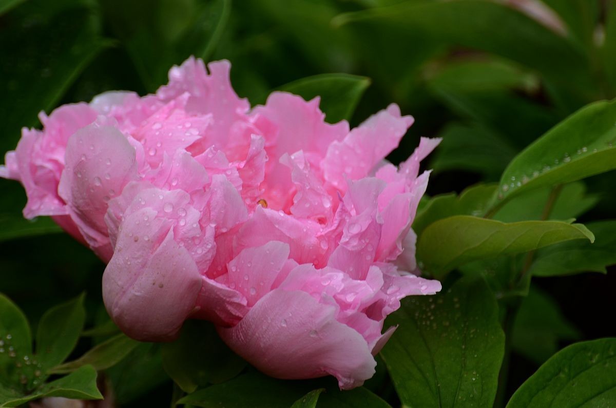 圆 明 园 -------- 牡 丹  花