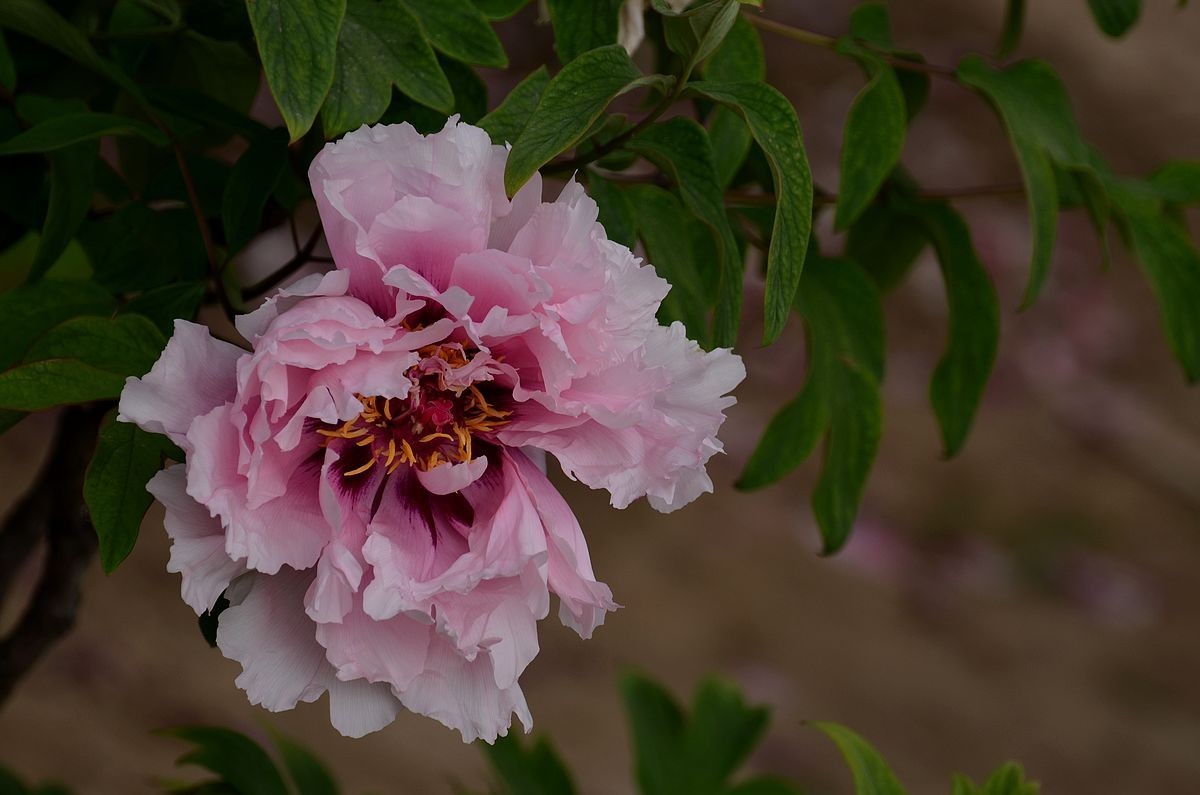 圆 明 园 -------- 牡 丹  花