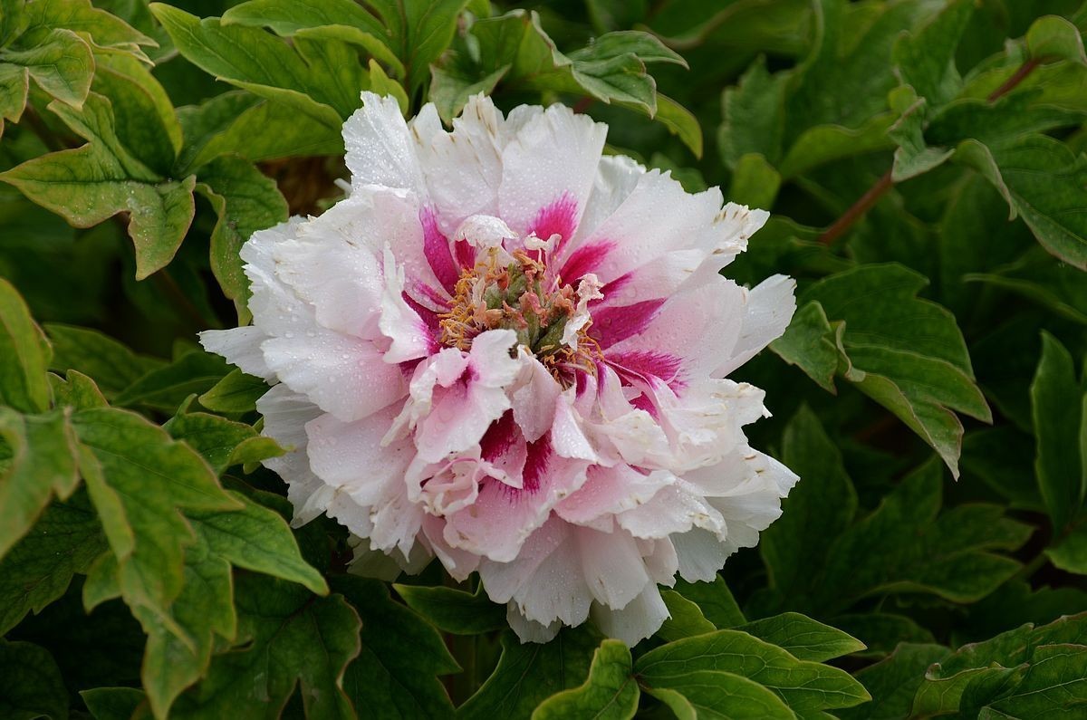 圆 明 园 -------- 牡 丹  花