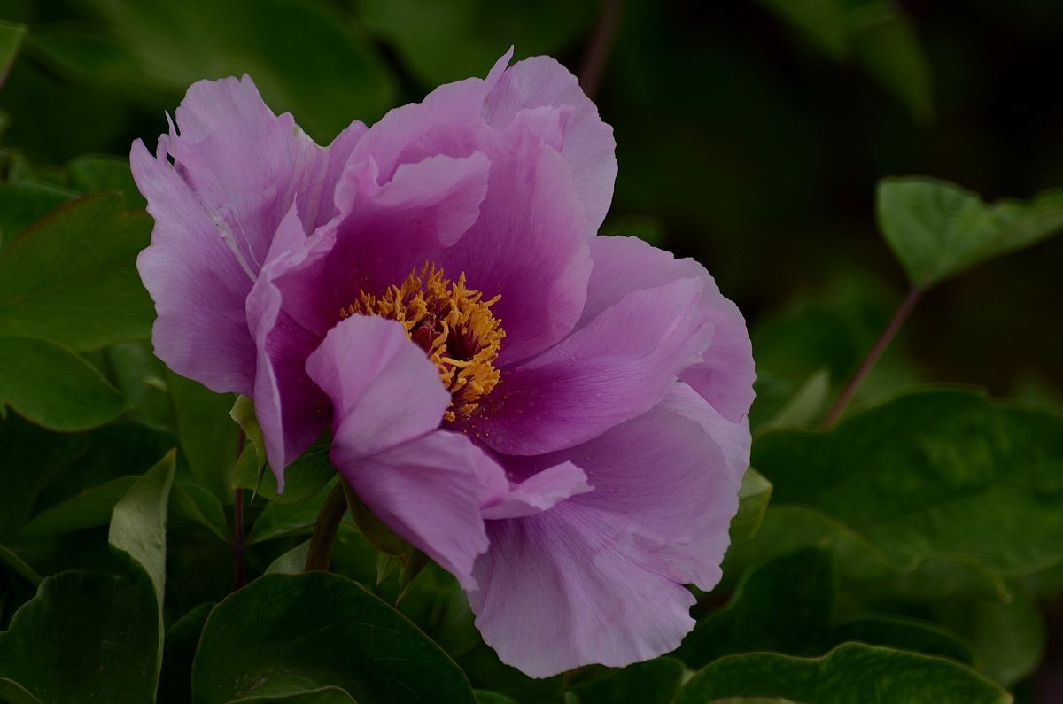 圆 明 园 -------- 牡 丹  花