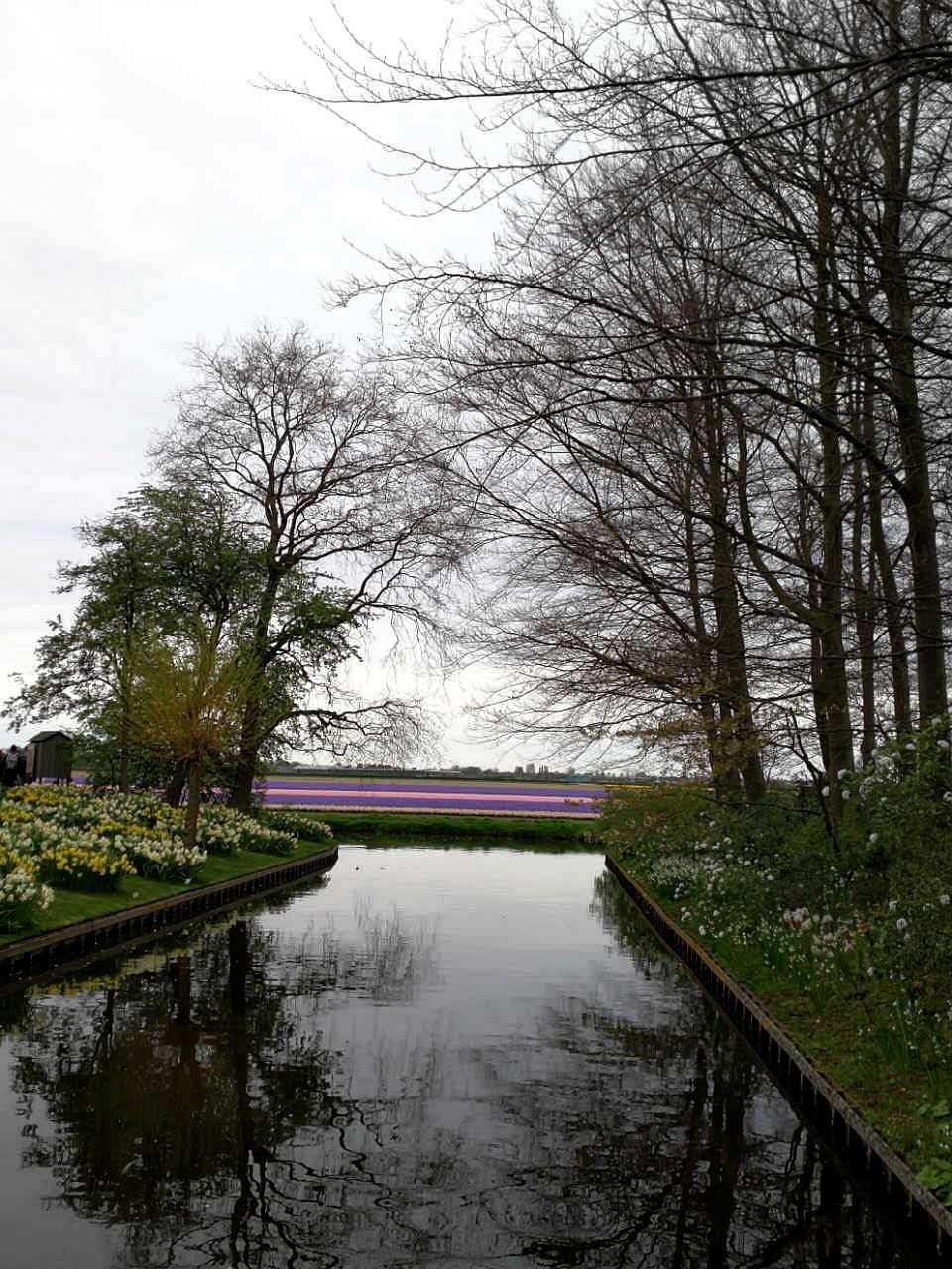 【手机随拍】荷兰的羊角村--荷兰羊角村的土壤贫瘠且泥炭沼泽遍布，除了芦苇与薹属植物外，其它植物不易生长