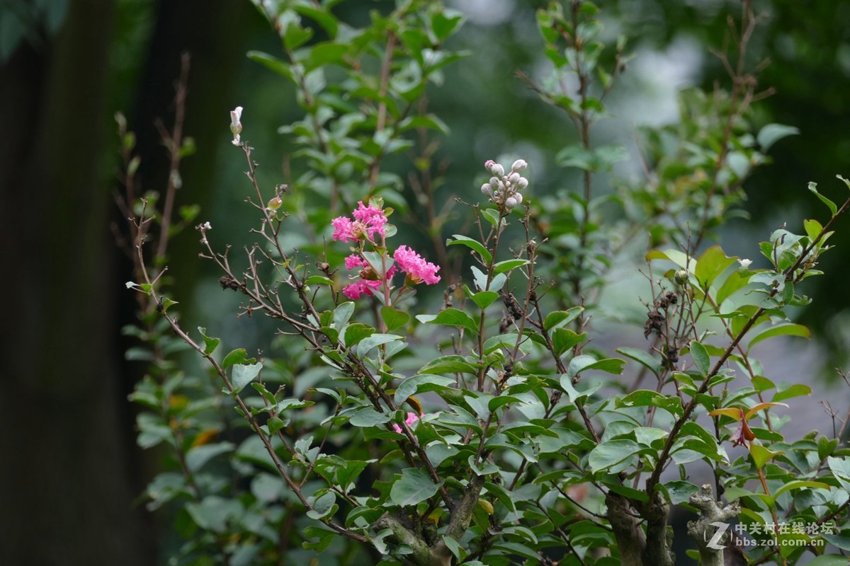 试机V-LUX  之 一路走来一路拍