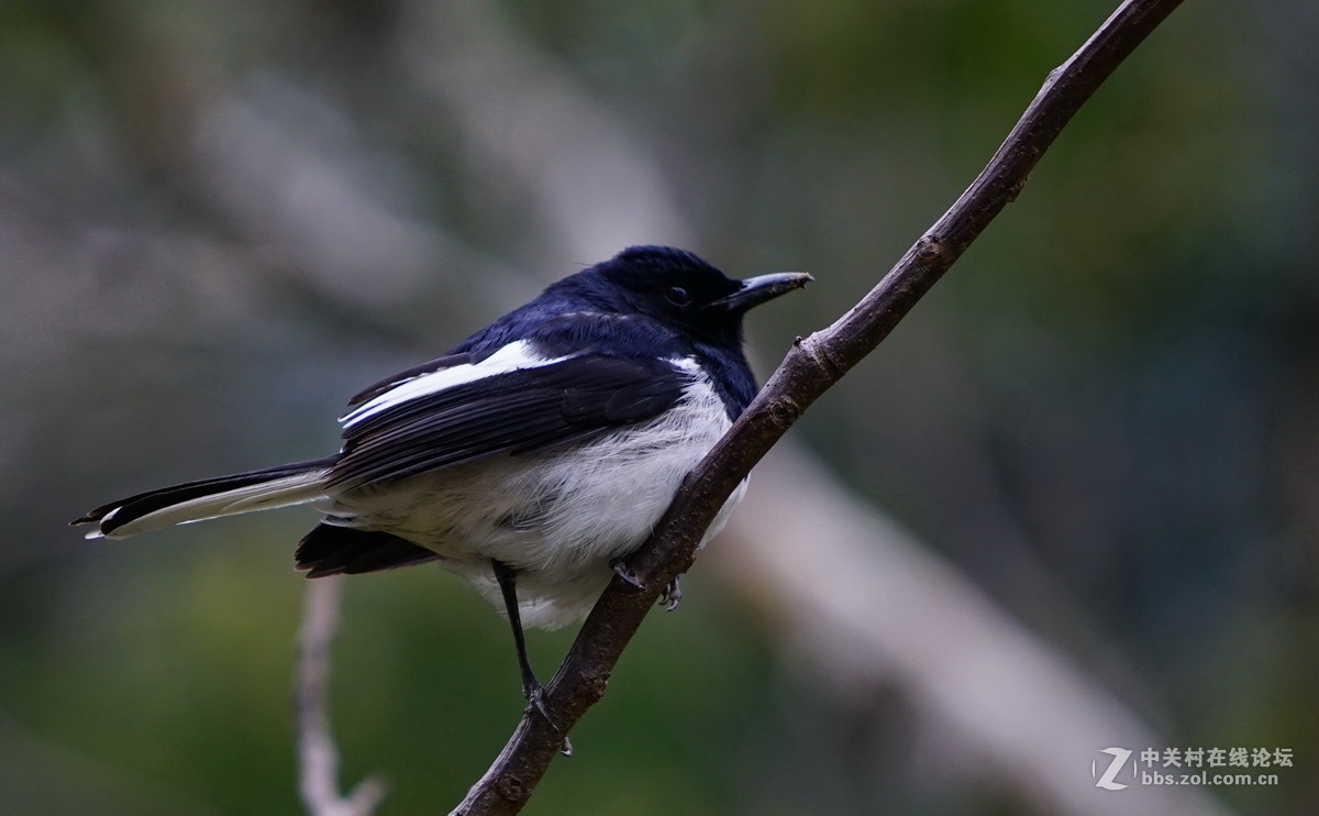 香港野鳥(6-2)--鵲鴝 (黑白分明為雄鳥,灰白分明為雌鳥)