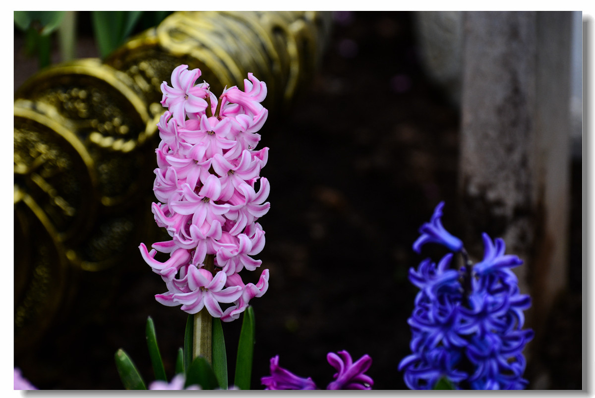 一组『汾河湾花境』送给大家迟到的祝福