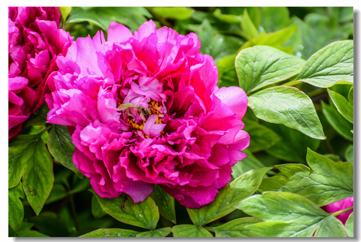 一组『汾河湾花境』送给大家迟到的祝福