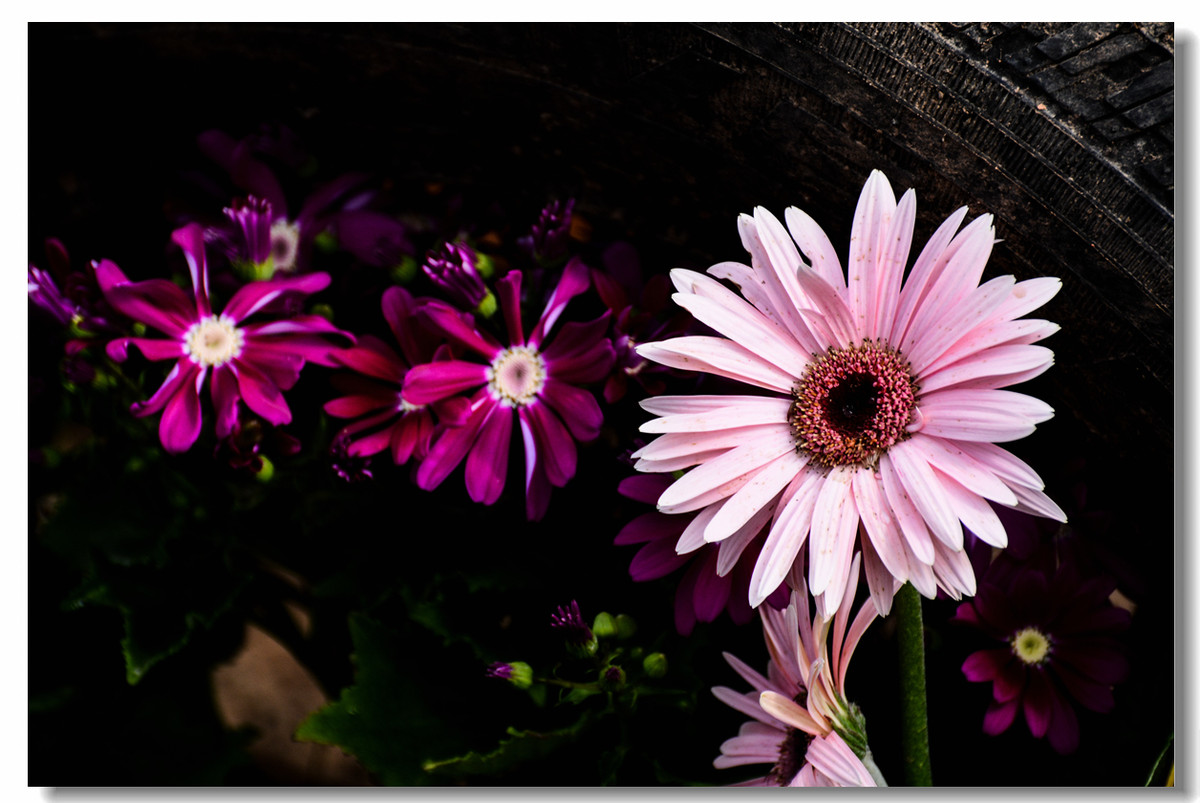 一组『汾河湾花境』送给大家迟到的祝福