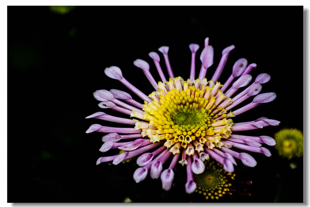 一组『汾河湾花境』送给大家迟到的祝福