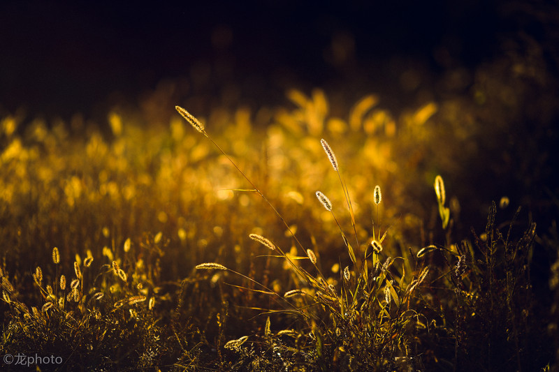 龙photo  《135L 练习贴 》