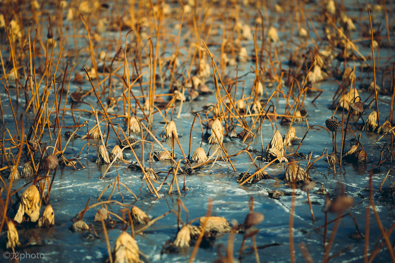 龙photo  《135L 练习贴 》