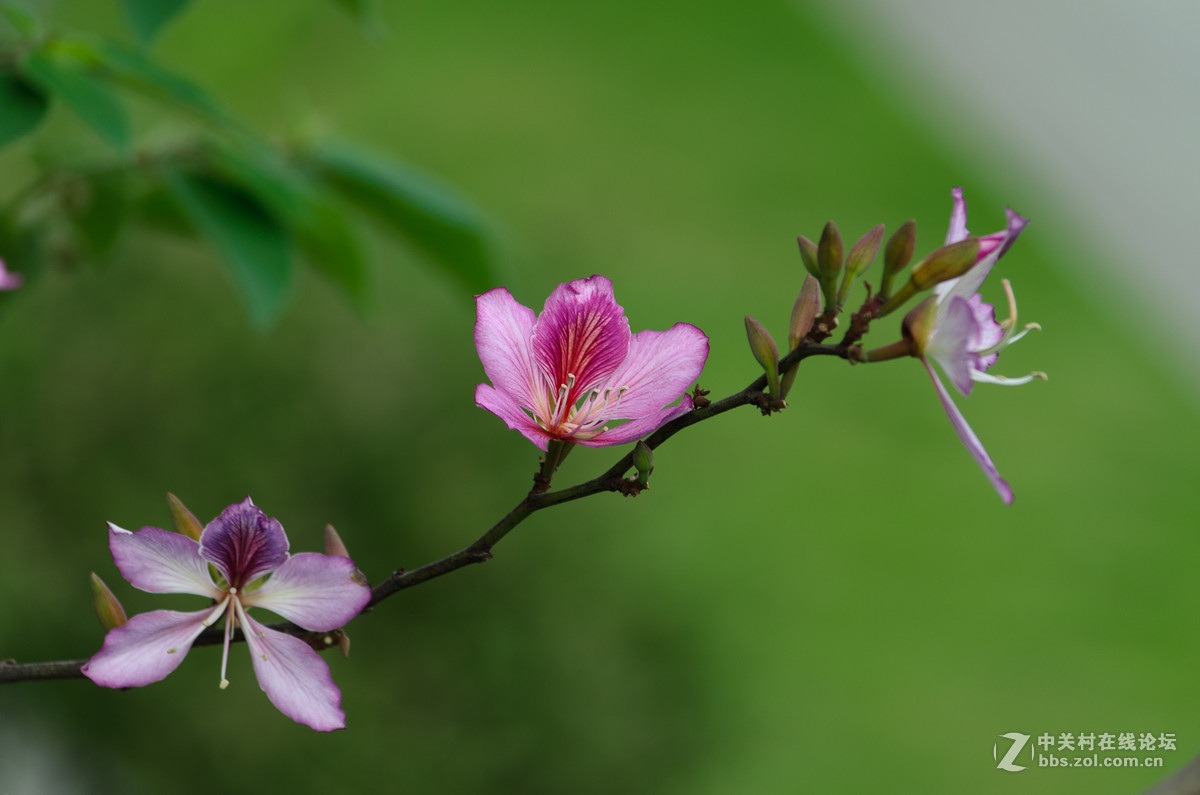 55-300有点冷，上张把图烘托下气氛，见笑！