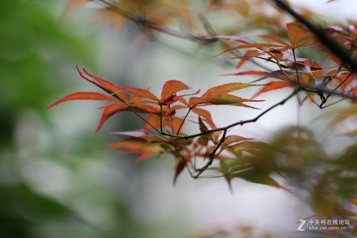 焦外练习-中关村在线摄影论坛