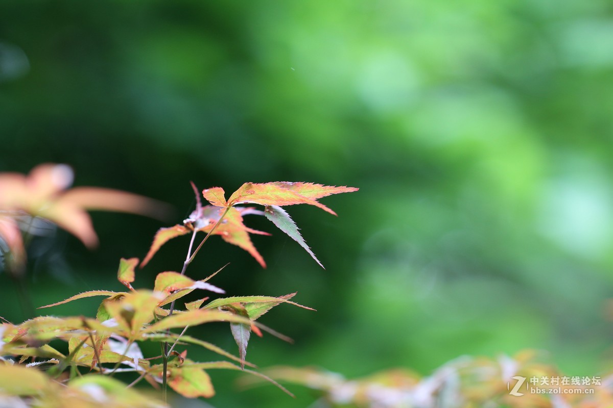 焦外练习-中关村在线摄影论坛