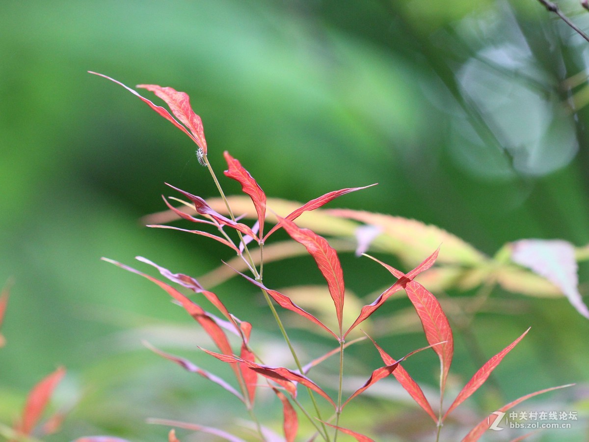 焦外练习-中关村在线摄影论坛