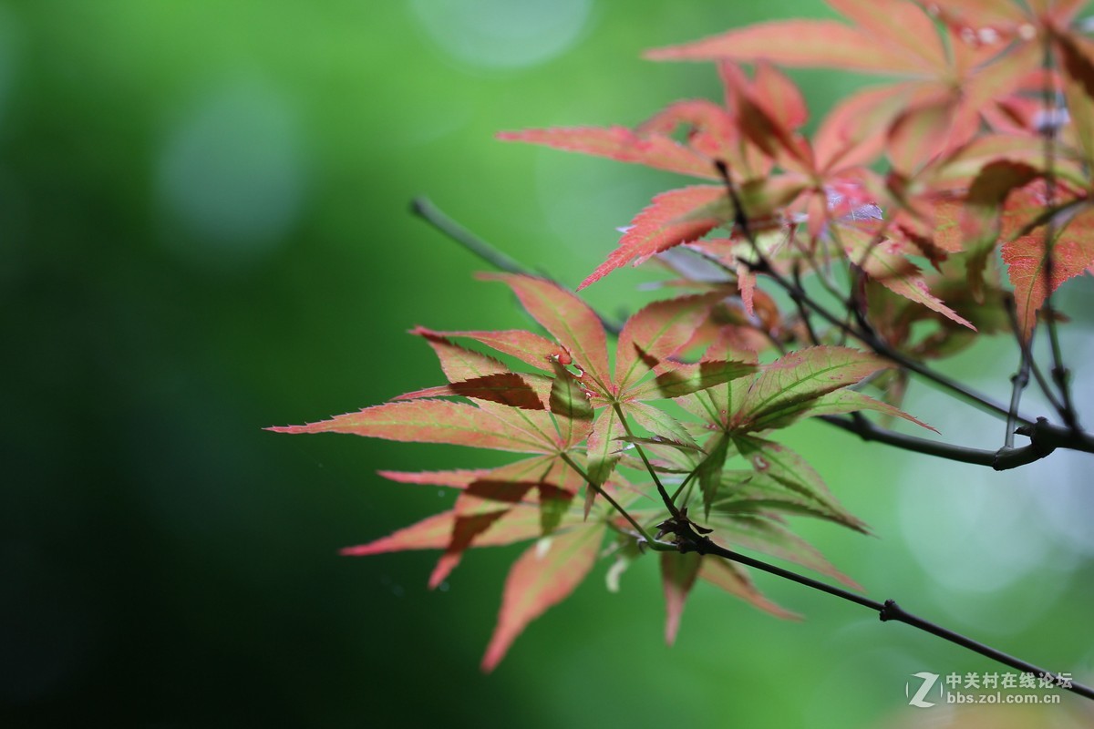 焦外练习-中关村在线摄影论坛
