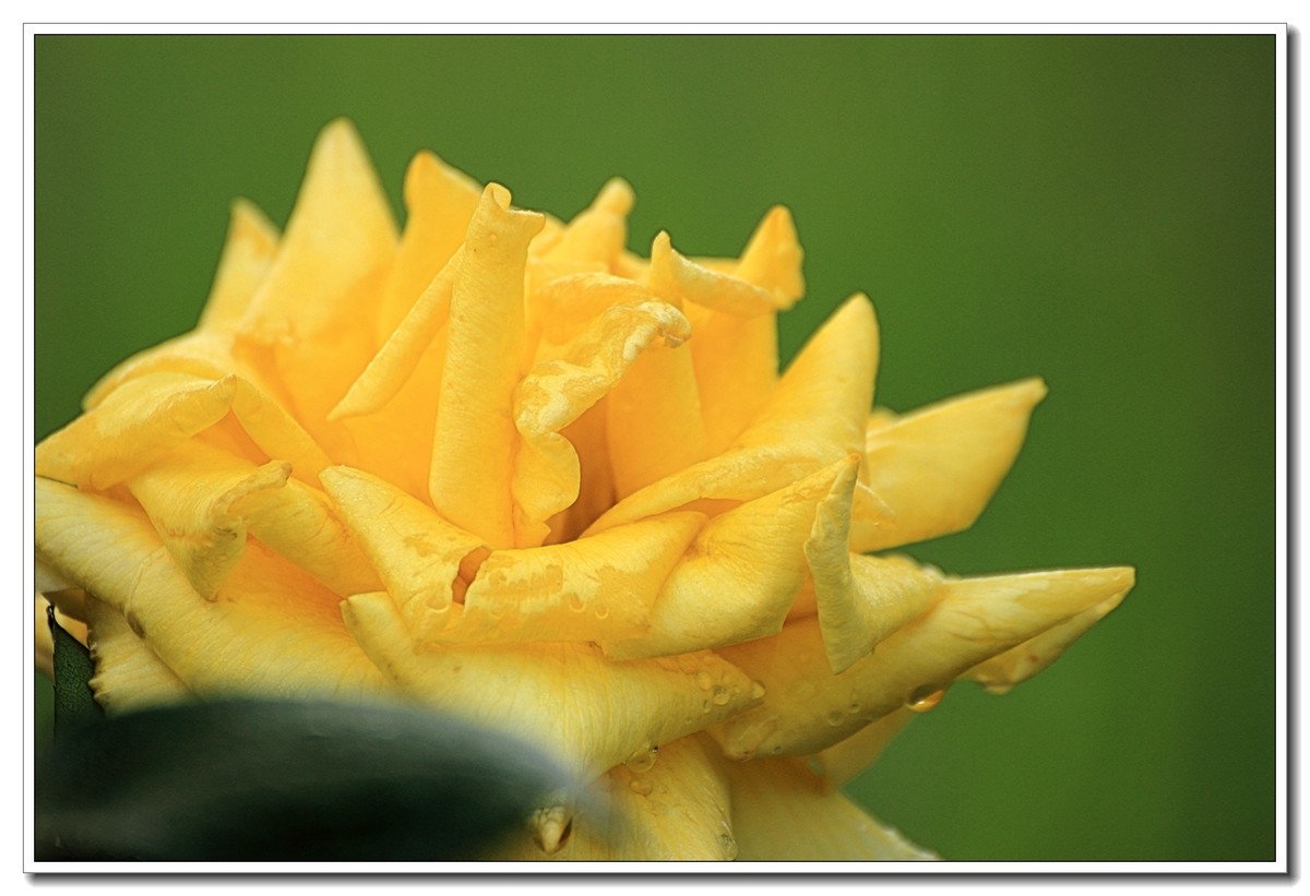 #ZOL月赛-四月物语#月季花开