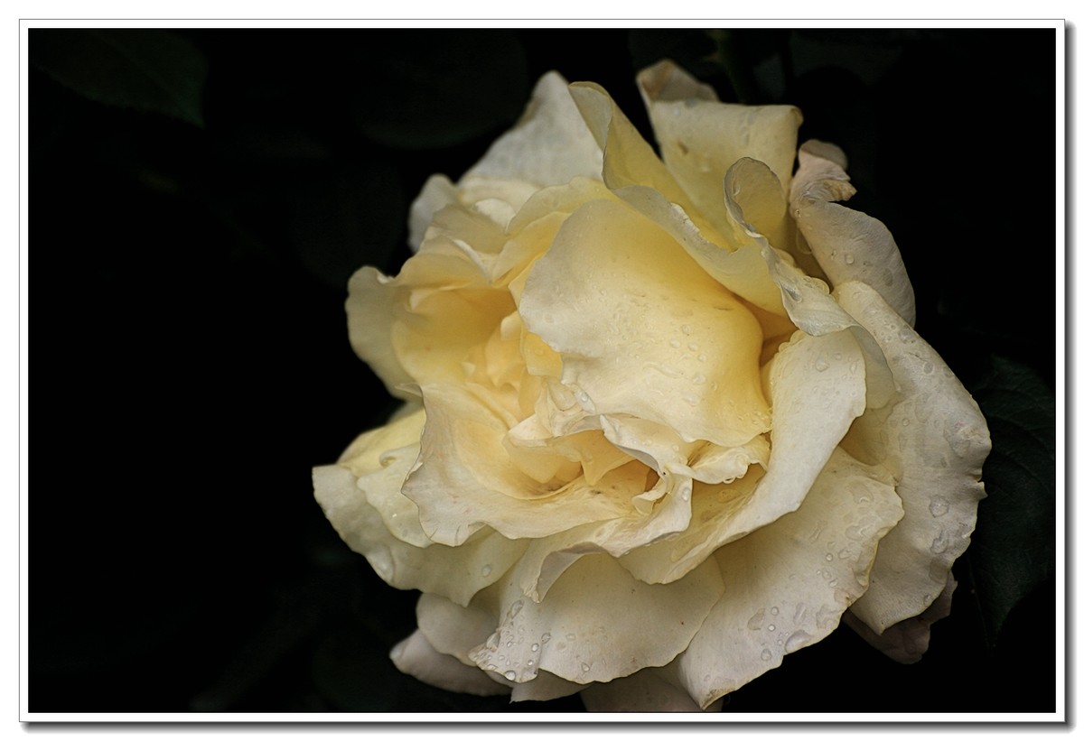 #ZOL月赛-四月物语#月季花开