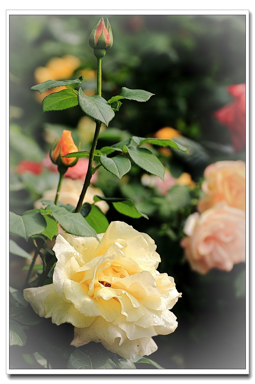 #ZOL月赛-四月物语#月季花开