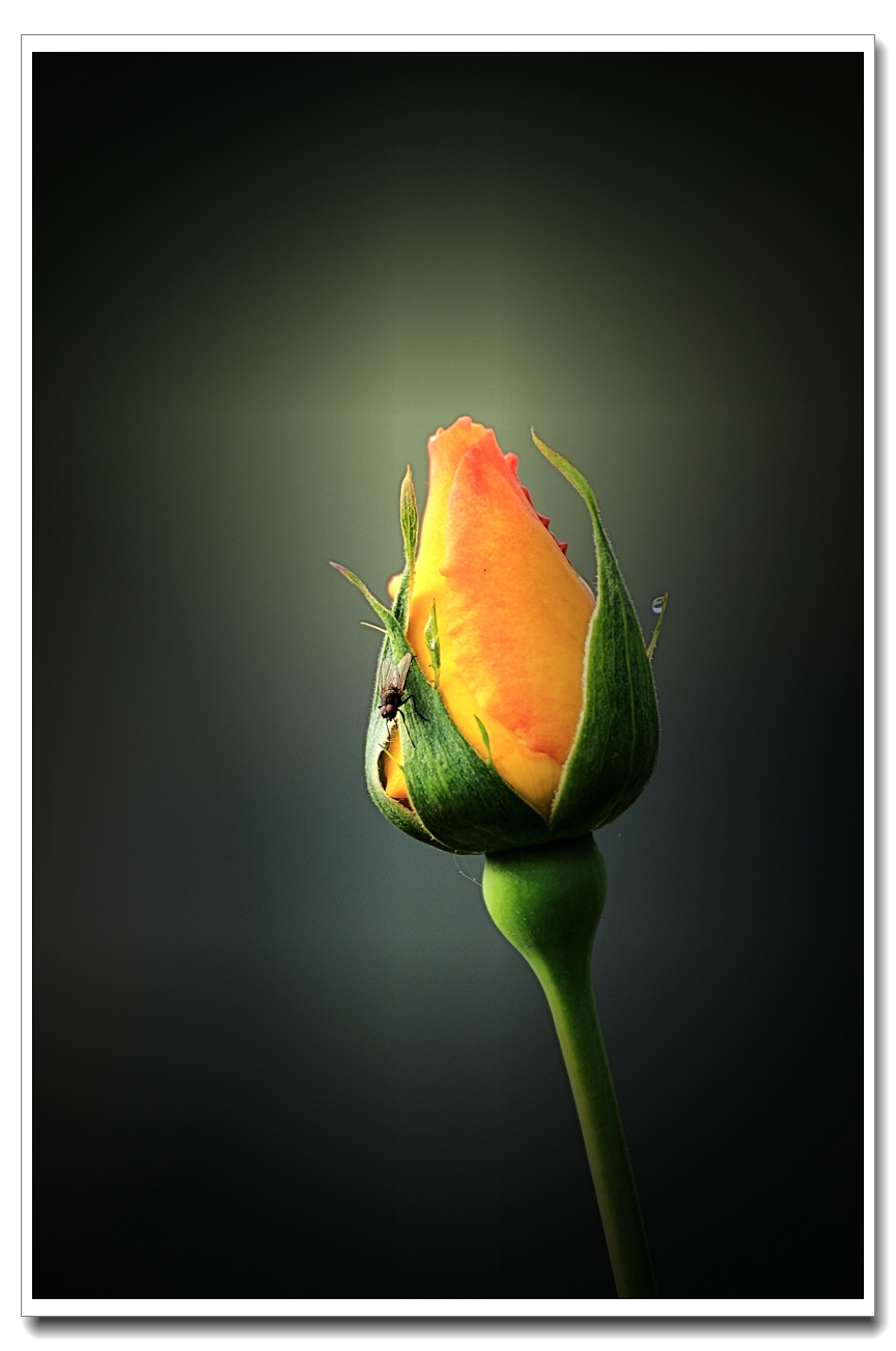 #ZOL月赛-四月物语#月季花开