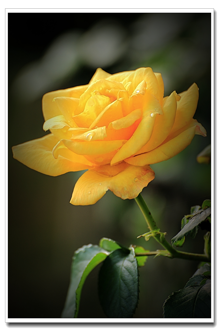 #ZOL月赛-四月物语#月季花开