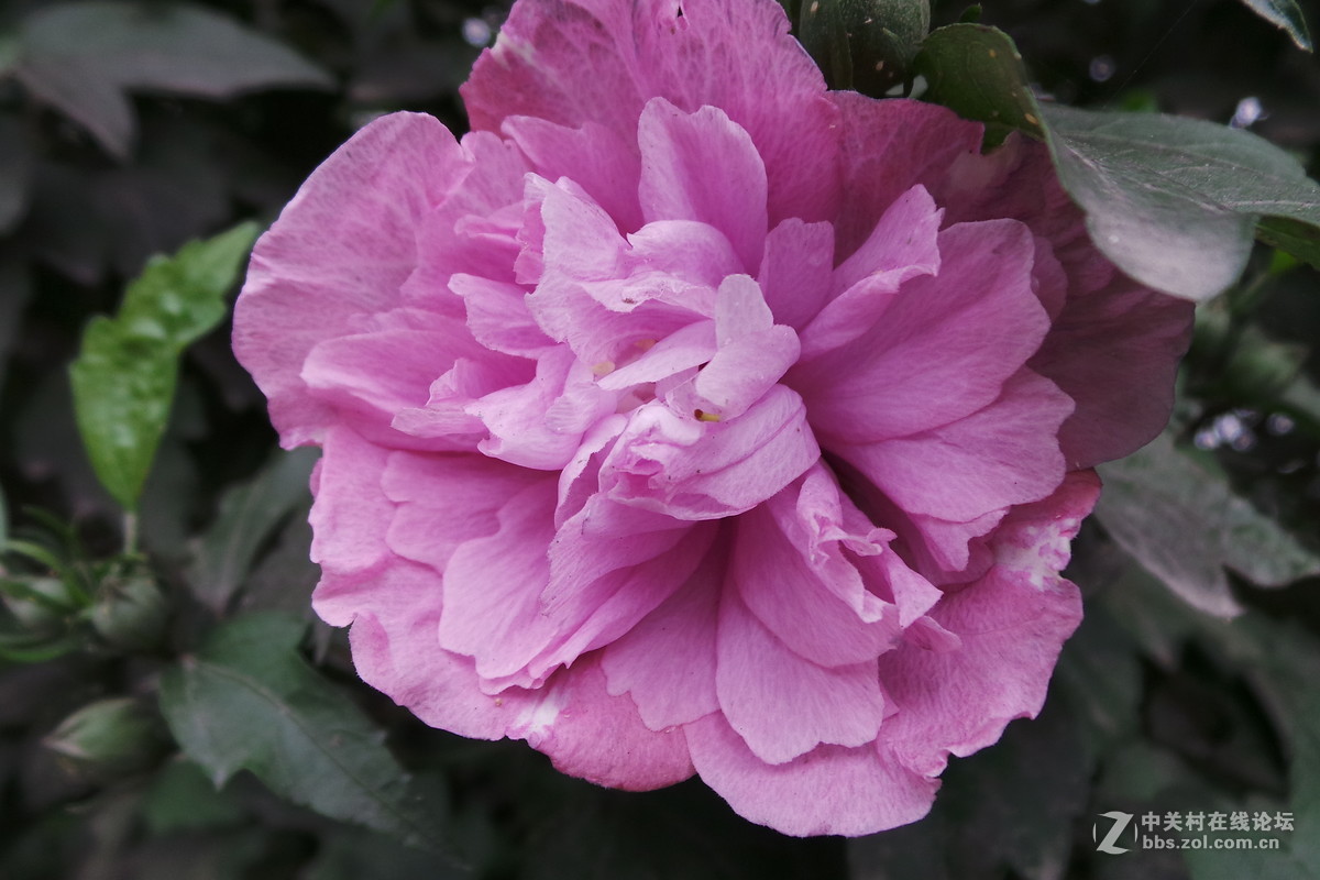 发几张GC100拍摄的也不比佳能坏