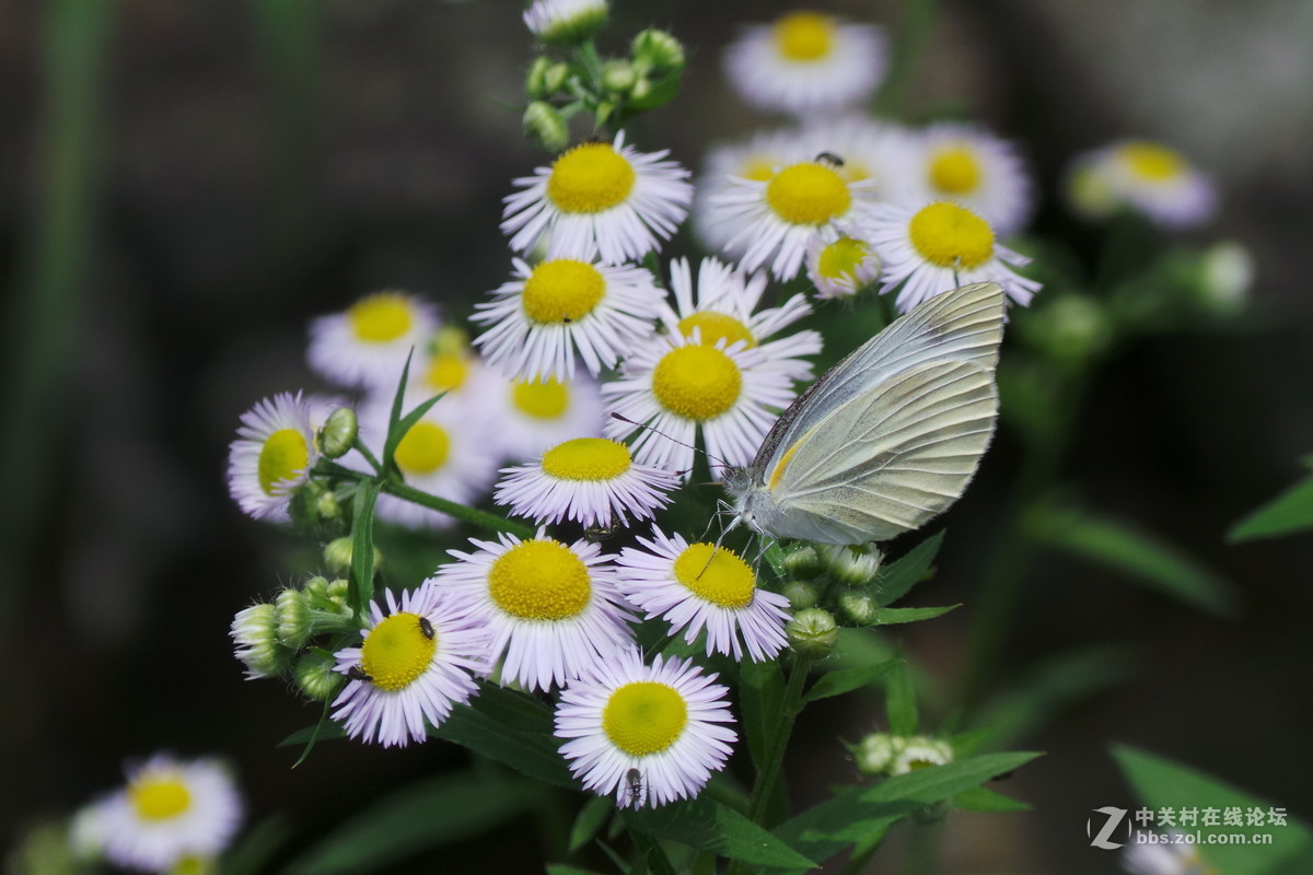 发几张GC100拍摄的也不比佳能坏