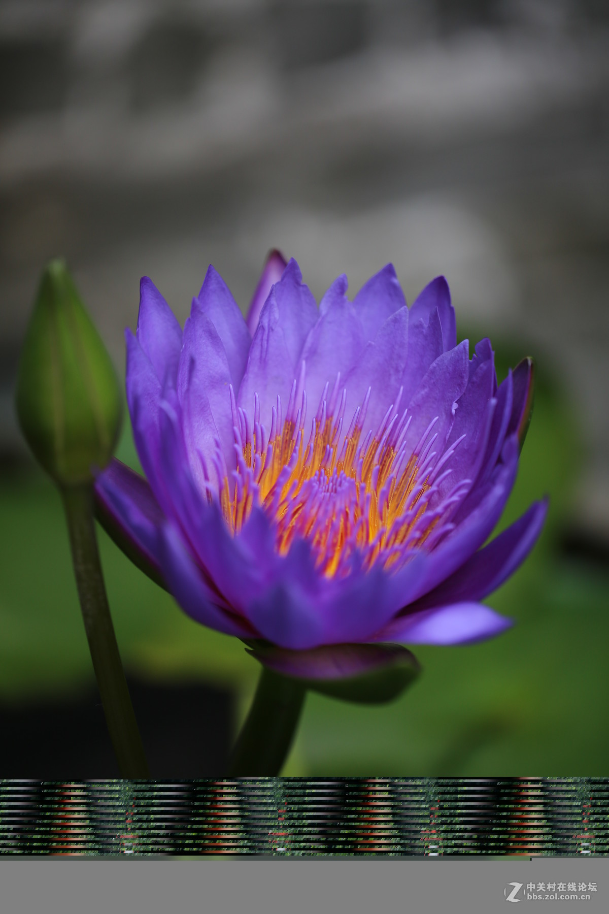 淅淅沥沥的塱头古村