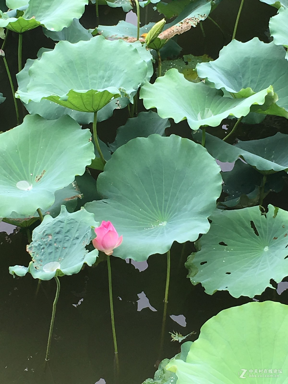 淅淅沥沥的塱头古村