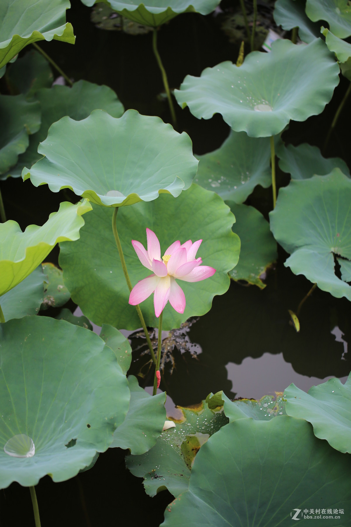淅淅沥沥的塱头古村