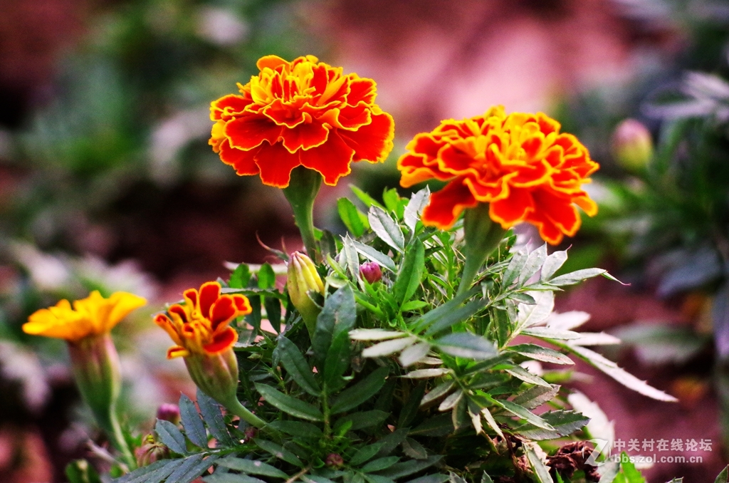 黑屏后试机，出片是否不正常？