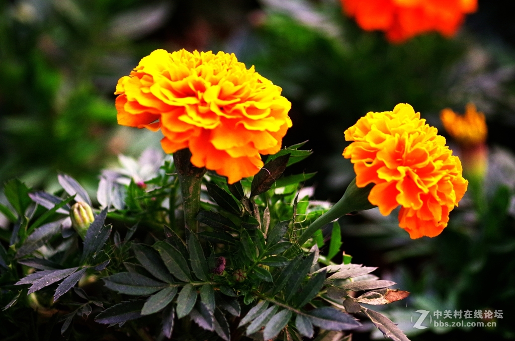 黑屏后试机，出片是否不正常？