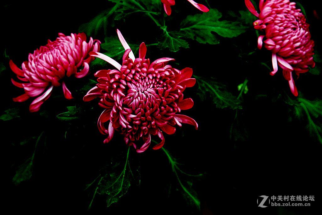 金秋赏菊16墨菊